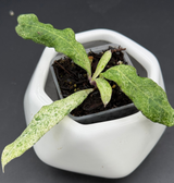 multiflora 'Lima' - WG-388