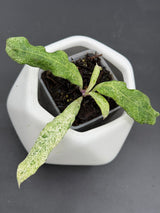 multiflora 'Lima' - WG-388