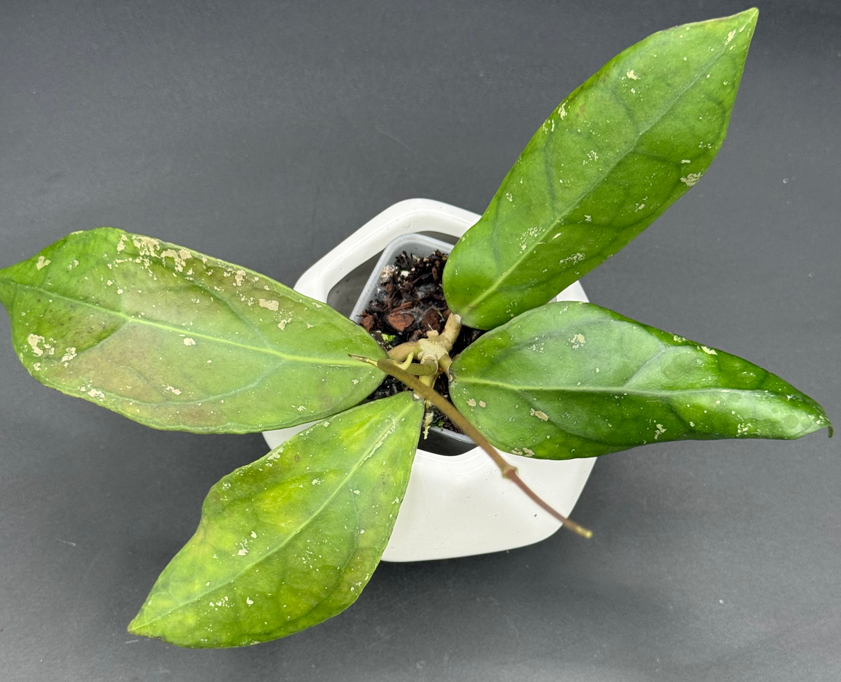 TR017 NAPC-a (clemensiorum x aff vitellina)