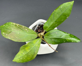 TR017 NAPC-a (clemensiorum x aff vitellina)