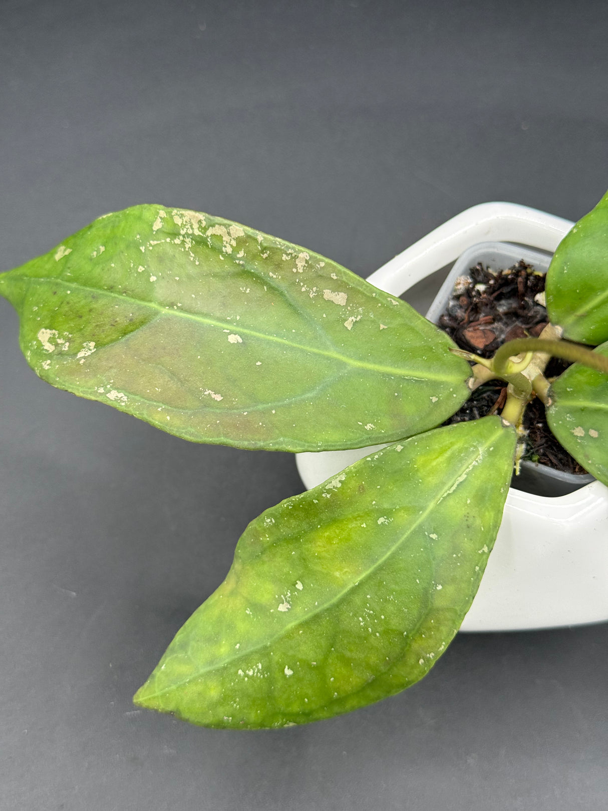 TR017 NAPC-a (clemensiorum x aff vitellina)