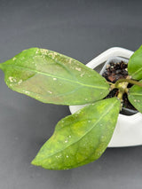 TR017 NAPC-a (clemensiorum x aff vitellina)
