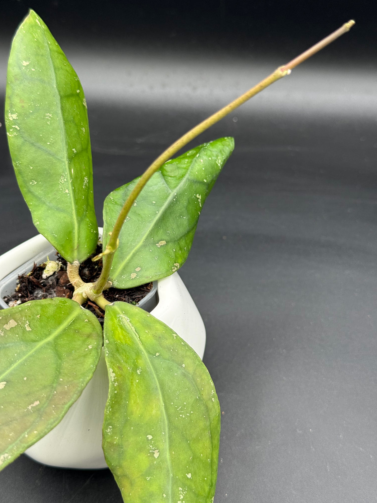 TR017 NAPC-a (clemensiorum x aff vitellina)