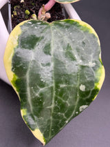 latifolia (albo) - WG-359