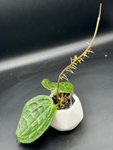 latifolia (textured veins, UPT009) - WG-363