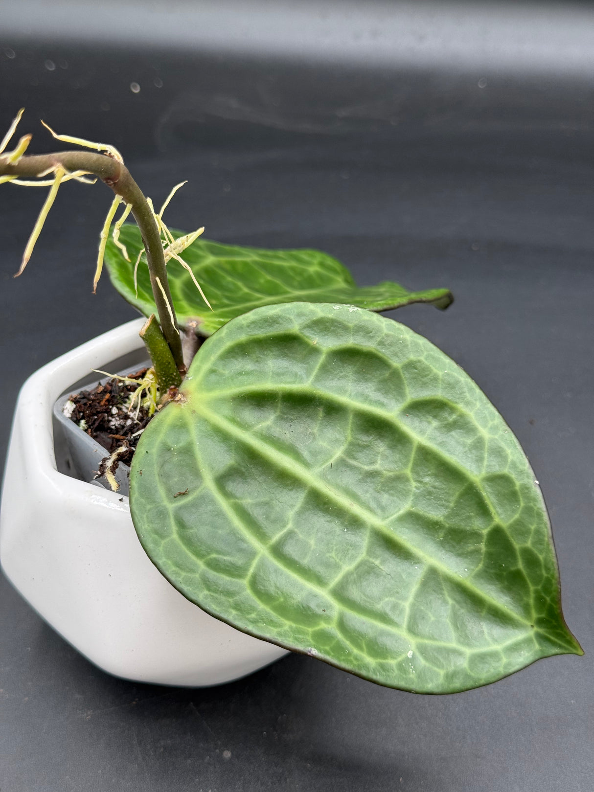 latifolia (textured veins, UPT009) - WG-363