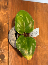 A-153 Hoya ‘Swiffer’s Candy’