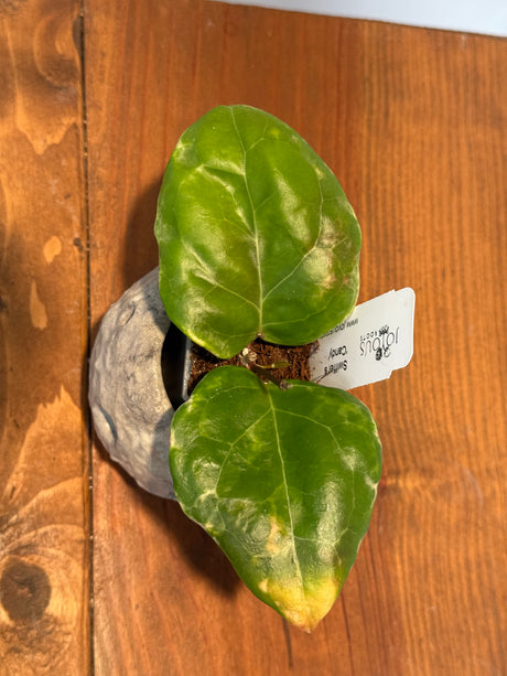 A-153 Hoya ‘Swiffer’s Candy’