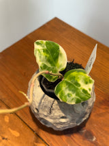 A-151 Hoya ‘Swifer’s Candy’