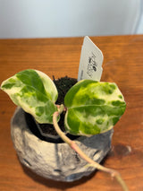 A-151 Hoya ‘Swifer’s Candy’