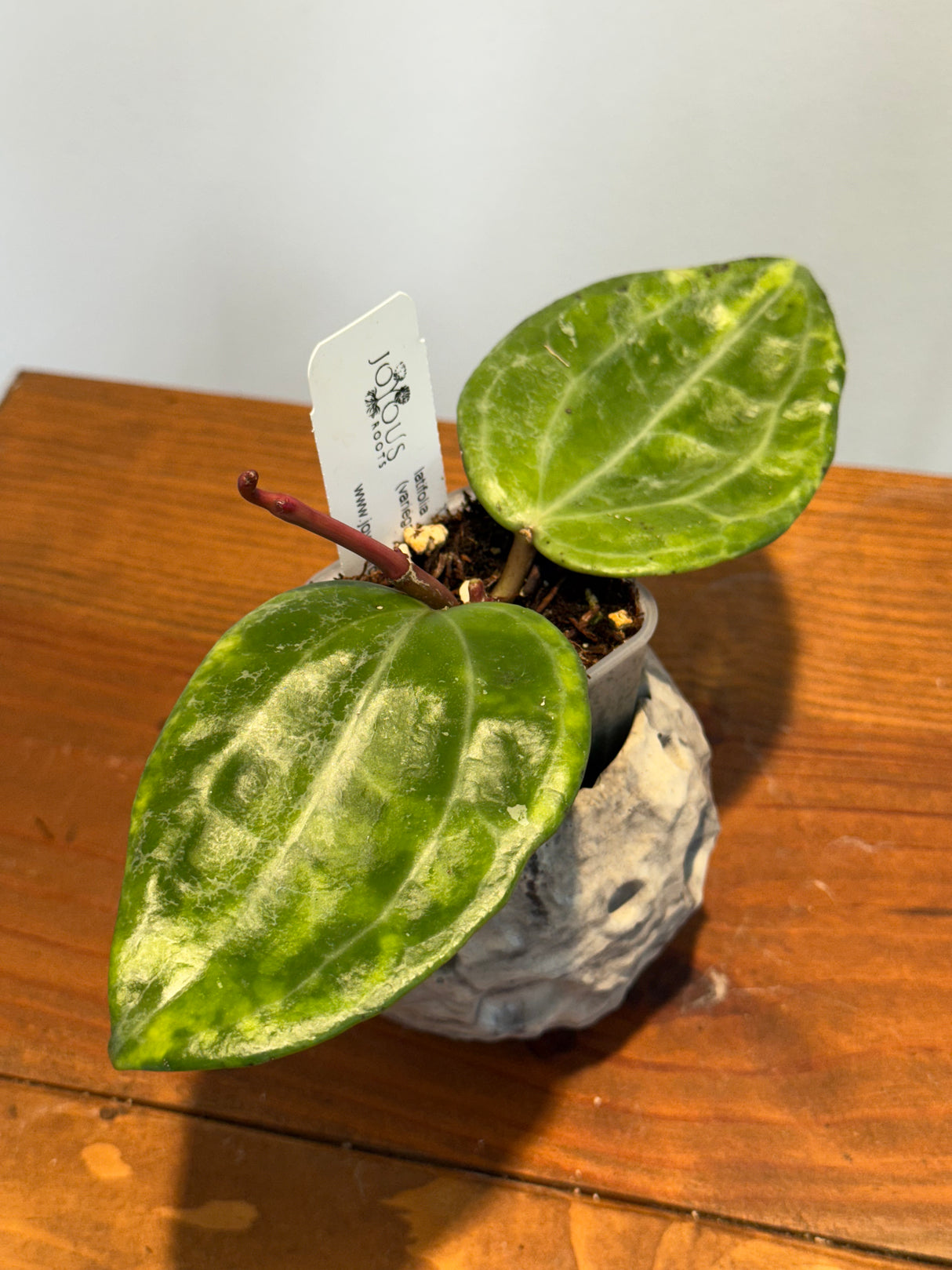 A-154 Hoya latifolia (variegated, UPT011)