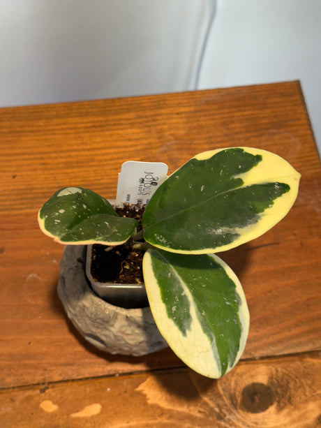 A-155 Hoya obovata (albomarginata)