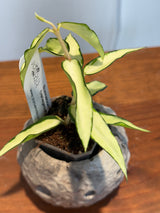 A-161 Hoya Burmanica (variegated)