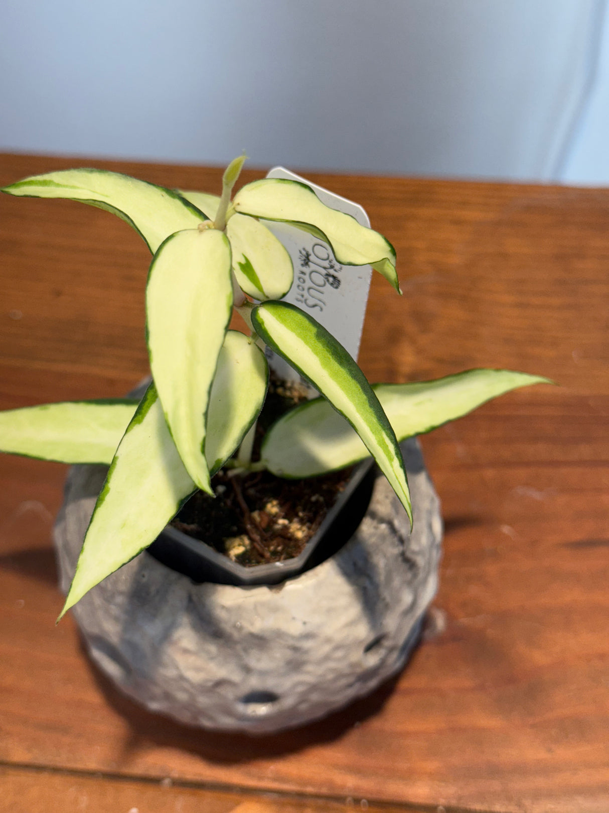 A-160 Hoya Burmanica (variegated)