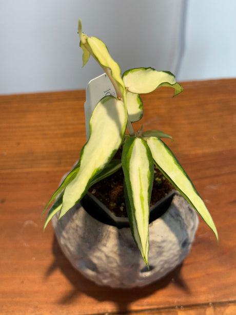 A-159 Hoya Burmanica (variegated)