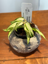 A-158 Hoya Burmanica (variegated)