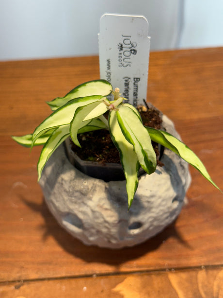 A-158 Hoya Burmanica (variegated)