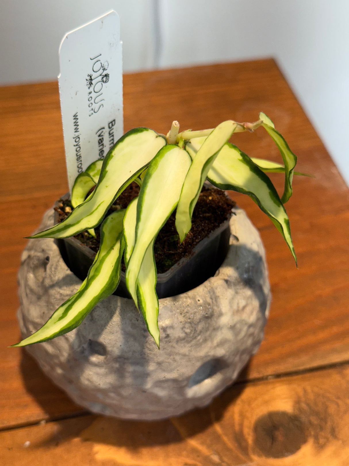 A-158 Hoya Burmanica (variegated)