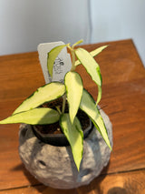 A-157 Hoya Burmanica (variegated)