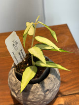 A-157 Hoya Burmanica (variegated)