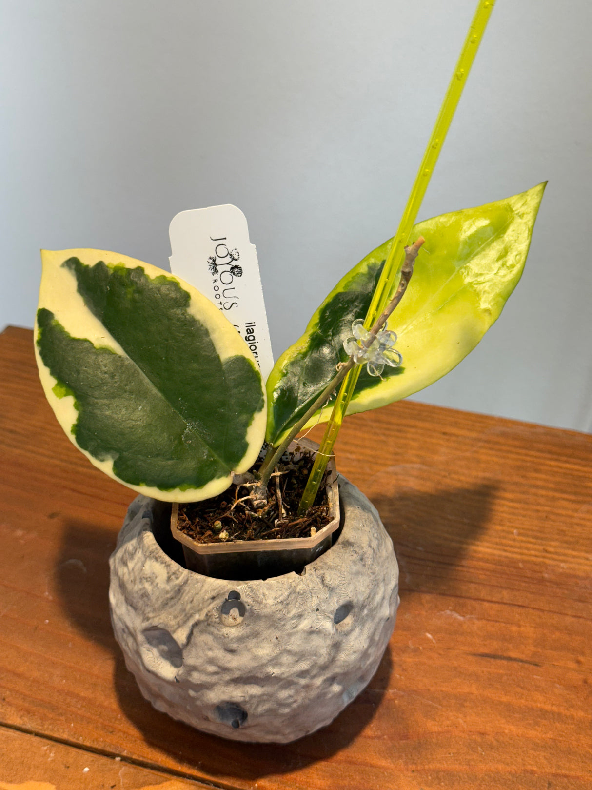 A-163 Hoya Ilagorium (albomarginata)