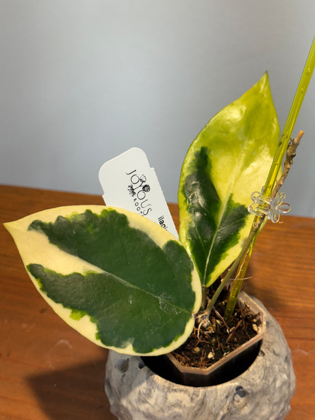 A-163 Hoya Ilagorium (albomarginata)