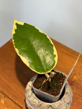 A-164 Hoya Ilagorium (albomarginata)