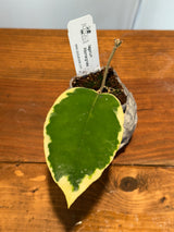 A-164 Hoya Ilagorium (albomarginata)