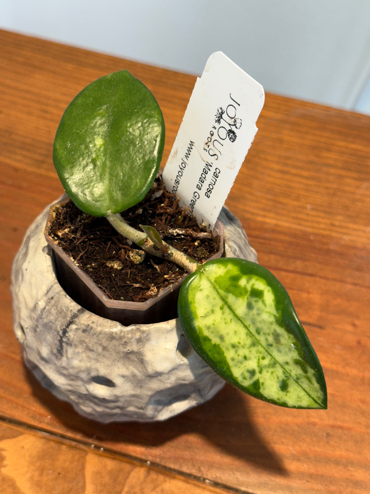 A-167 Hoya carnosa ‘Madara Green Edge’