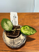 A-167 Hoya carnosa ‘Madara Green Edge’