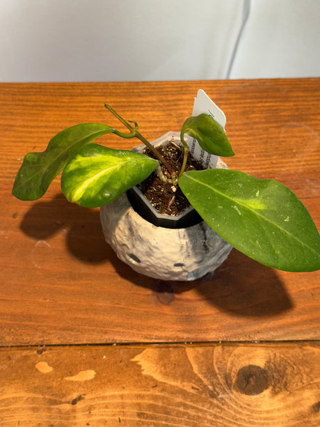 A-48 Hoya mindorensis ‘Purple Star’