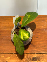 A-48 Hoya mindorensis ‘Purple Star’