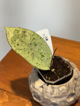 A-171 Hoya ‘Snowman’