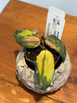 A-179 Hoya caudata (variegated)