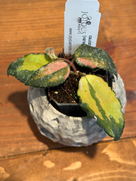 A-179 Hoya caudata (variegated)