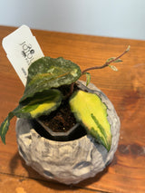 A-175 Hoya caudata (variegated)