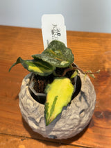 A-175 Hoya caudata (variegated)