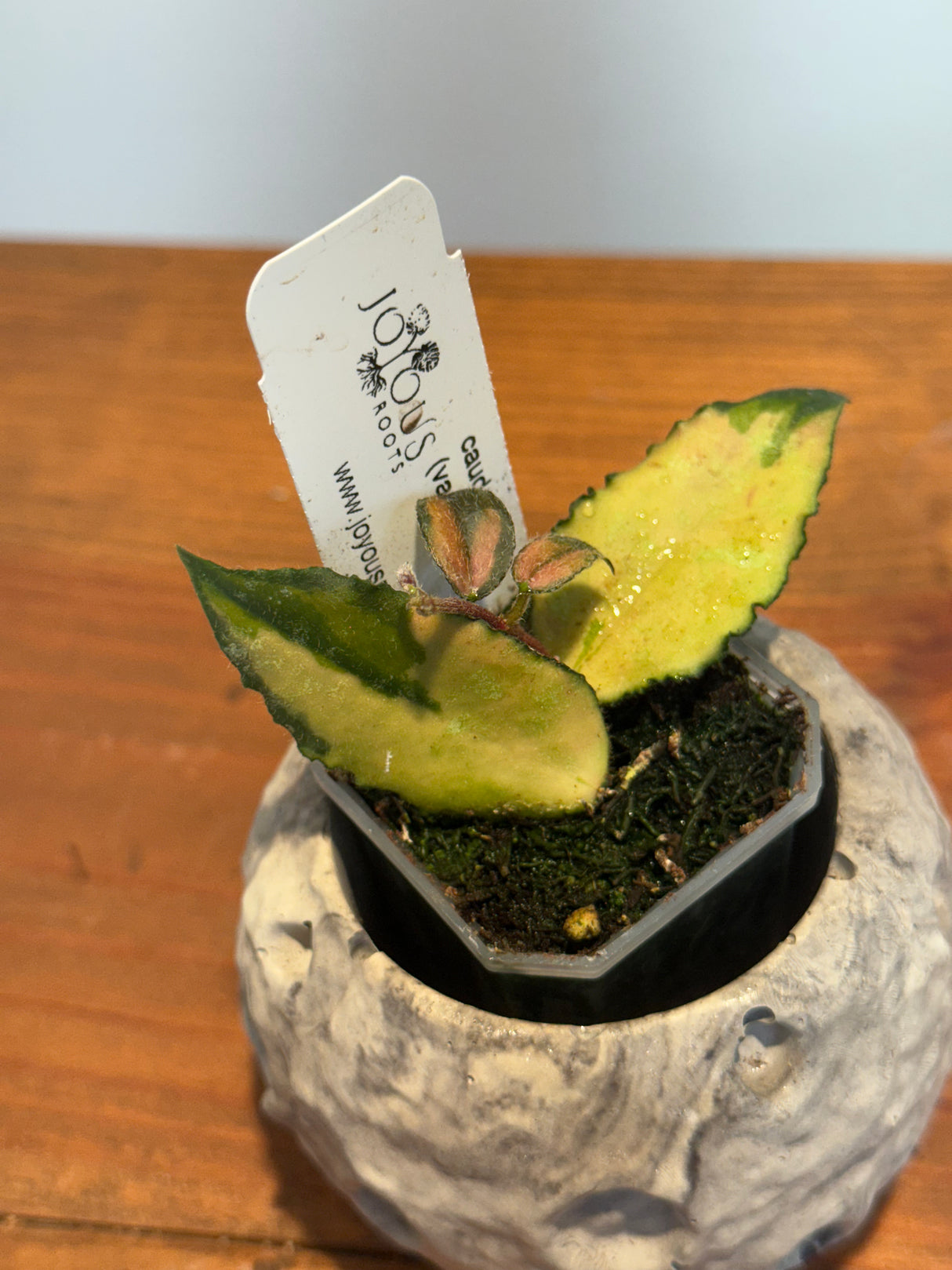 A-174 Hoya caudata (variegated)