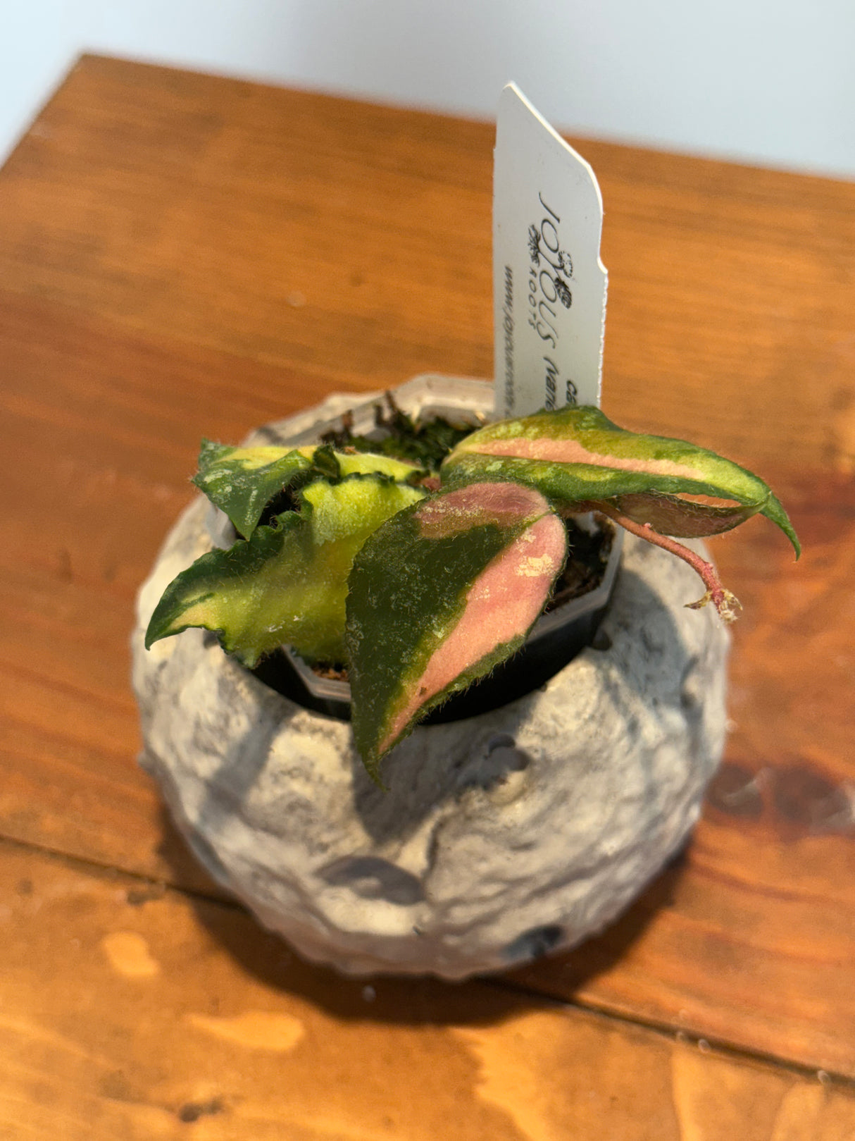 A-173 Hoya caudata (variegated)