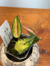 A-173 Hoya caudata (variegated)