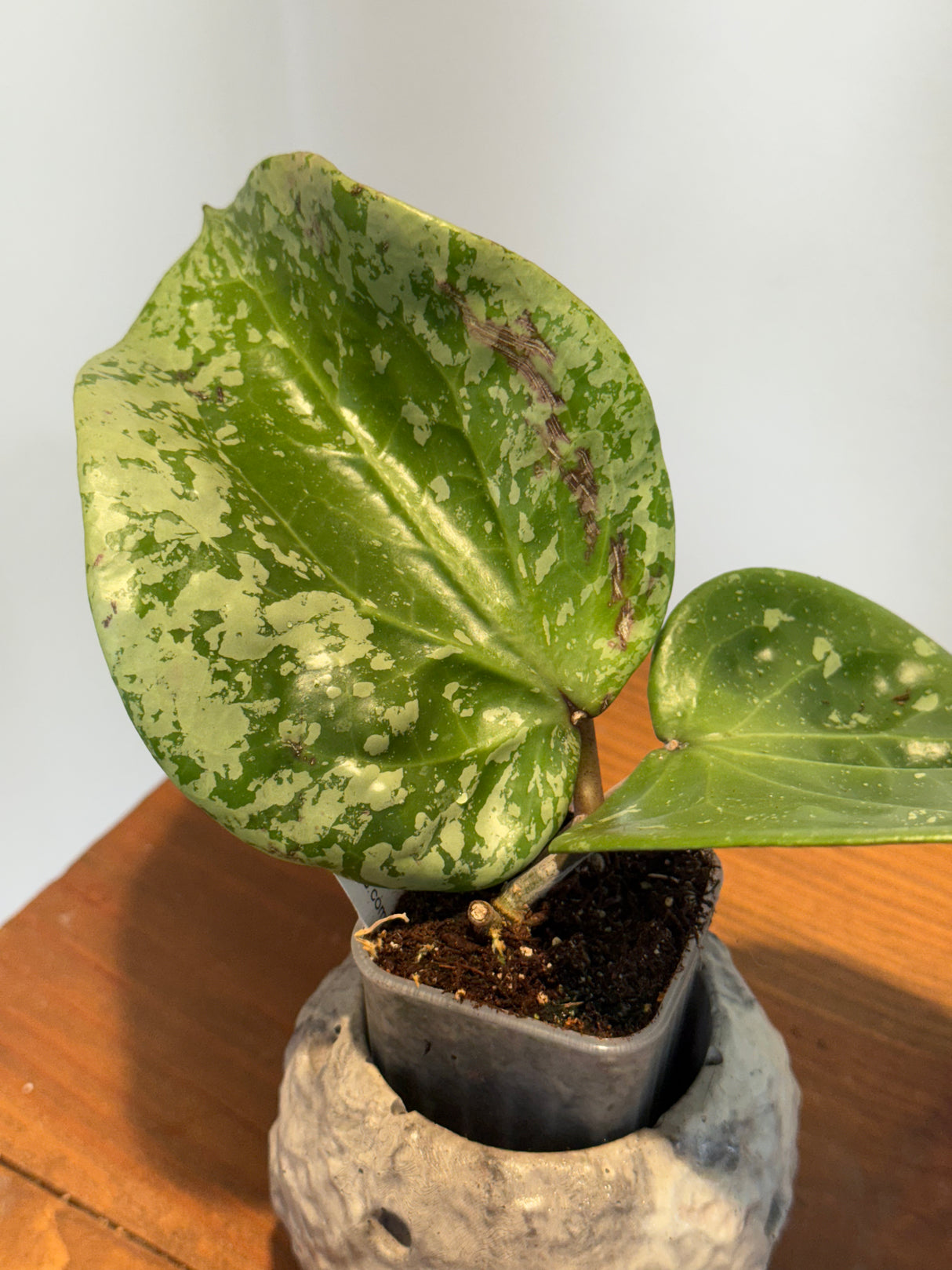 A-181 Hoya glabra (super splash)