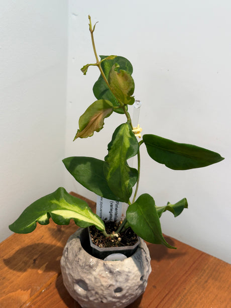 A-325 Pimentelliana (variegated)