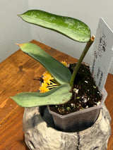 A-844 pandurata (Silver)