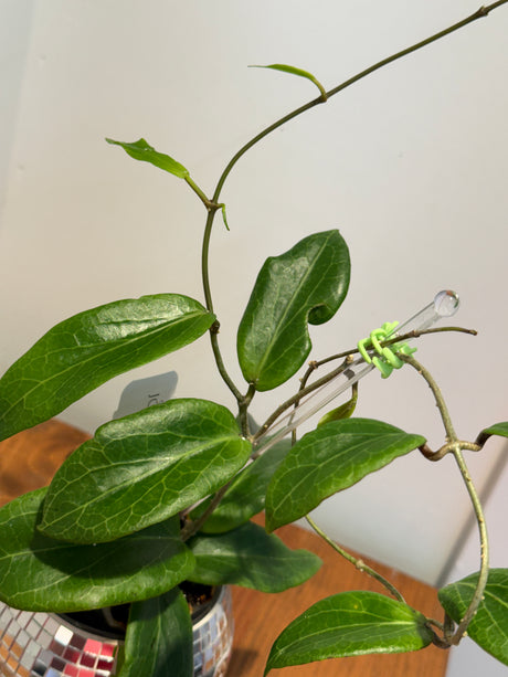 A-375 soligamiana (green flower)