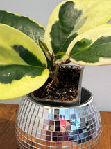 A-164 Hoya Ilagorium (albomarginata)