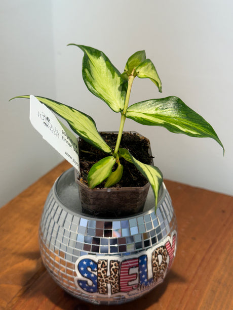 A-757 polyneura (Inner Variegated)