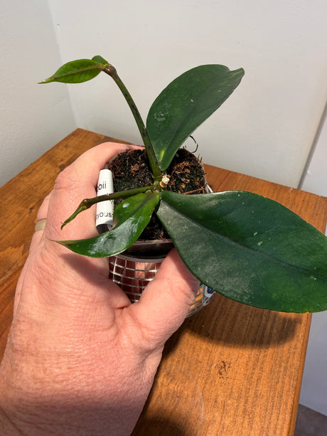 A-741 lobbii (Black)