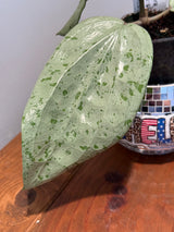 A-836 Glabra (Gin, silver)