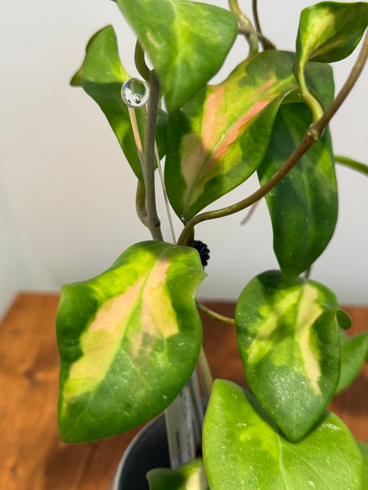 A-168 Hoya mindorensis ‘Purple Star’