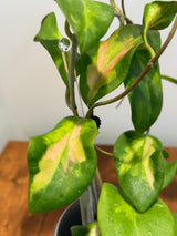 A-168 Hoya mindorensis ‘Purple Star’